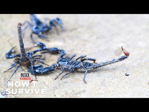 How To Survive A Scorpion Sting