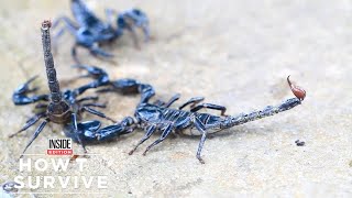 How to Survive a Scorpion Sting