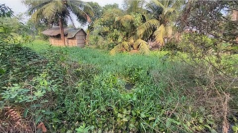 câu cá rô đồng đúng là một con kênh cá ăn thấy phê hòa khánh đông đức hoà. Long An