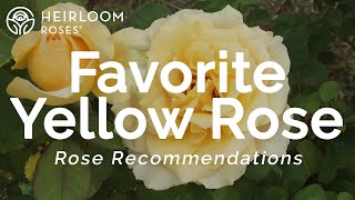 My Best Friend | Robin&#39;s Yellow Rose Recommendation