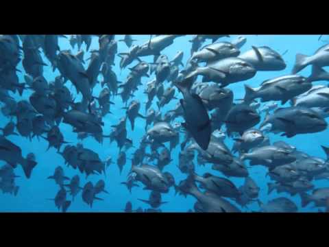 『ネイチャー』滝クリ ナレーション版予告編