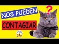 ¿Qué ENFERMEDADES TRAE EL GATO?