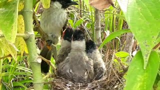 see the development of baby birds from hatching to flight