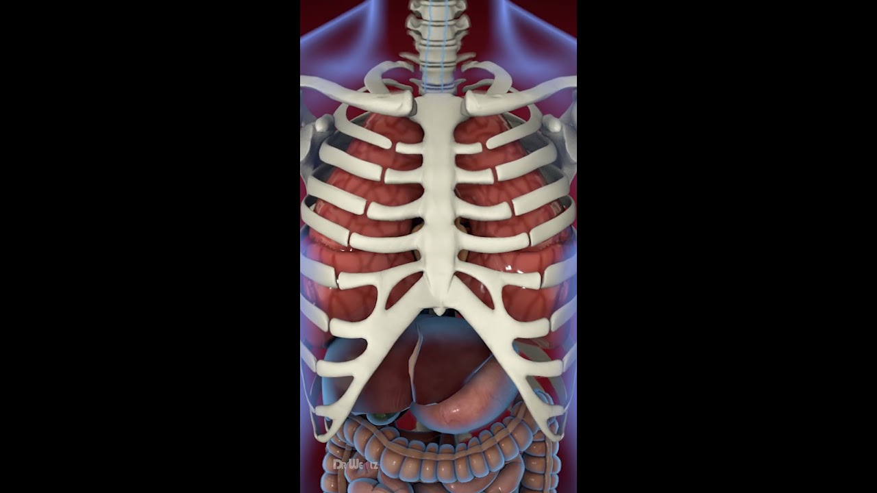 What Is Acid Reflux Animation 