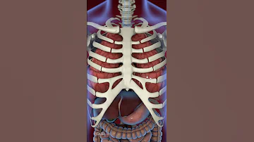 What Is Acid Reflux Animation 
