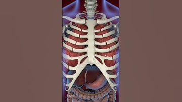 Thumbnail of What Is Acid Reflux (Animation)