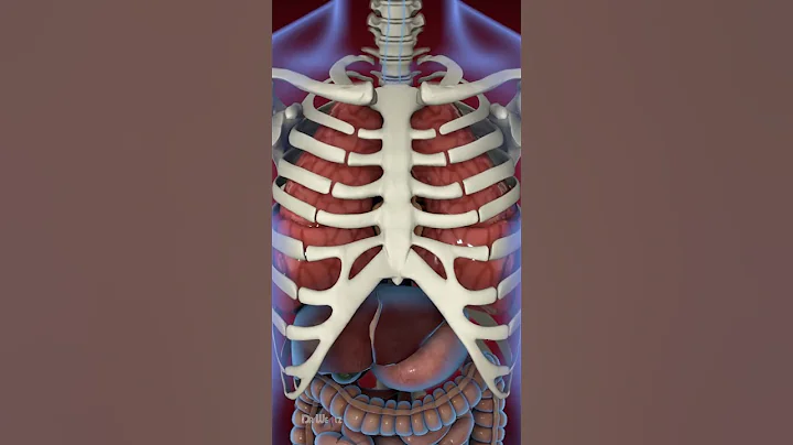 What Is Acid Reflux (Animation)