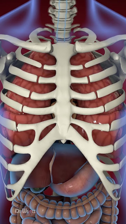 What Is Acid Reflux (Animation)