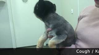 : Types of dyspnea dog/   
