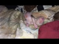 Rednose Pitbull Giving Birth! (Litter of 7 Puppies)