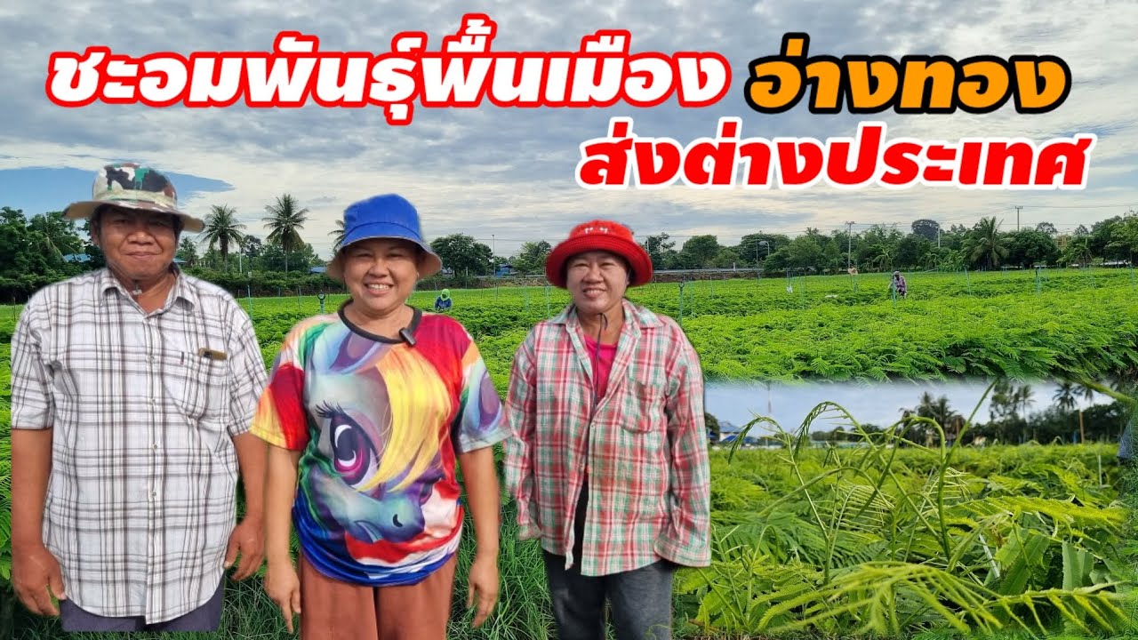 ชะอมพันธุ์พื้นเมืองจ.อ่างทองส่งขายต่างประเทศ