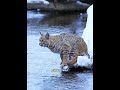 The silent hunter. #animals #cat shorts