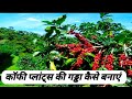 कॉफी प्लांट्स की गड्ढा कैसे बनाएं? // How will the coffee farming's hole? @AbhijitBasu-369 