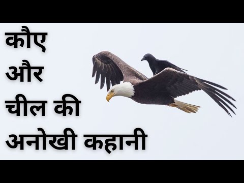 वीडियो: जैसा कि चील देखते हैं