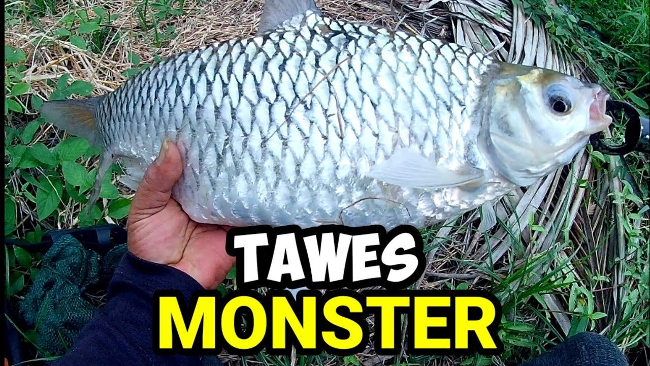 MANCING IKAN TAWES MONSTER UMPAN UDANG HIDUP