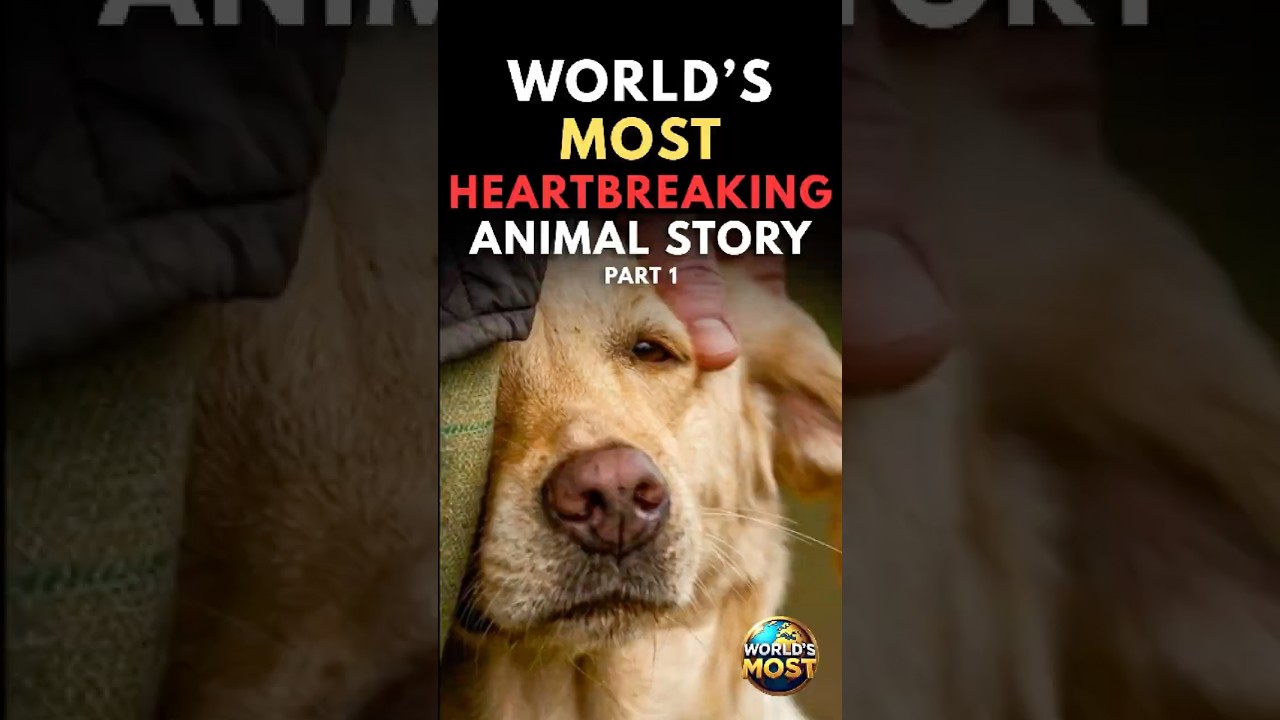 World’s Most Heartbreaking Animal Story Part1 | He Waited… But She Never Came Back 💔