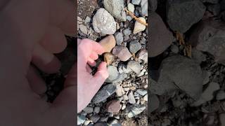 Finding A Lake Superior Agate Nodule On A River Bank And Cutting It Open