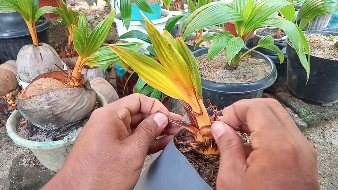 Kecilkan Daun  Bonsai Kelapa  Dari Dini Dengan Teknik  Sayat 