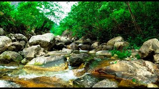 Gentle river sounds, peaceful birds chirping, majestic forest sounds