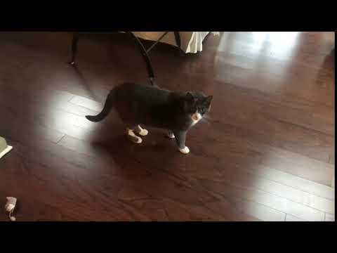 Eddie the Cat, the wonderful, wonderful cat | VicDibitetto.net