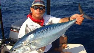 Fly fishing bonito behind shrimp boats in Sebastian Inlet Florida