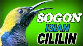 Pancingan Sogon Gacor Ngleper || Isian Cililin TANPA IKLAN