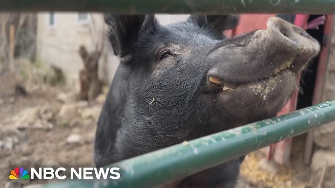 Wisconsin Family Helps Lost Pig Kevin Bacon Find His Way Home