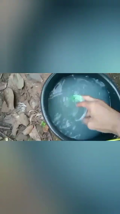 Cara menanam Kangkung dipipa paralon