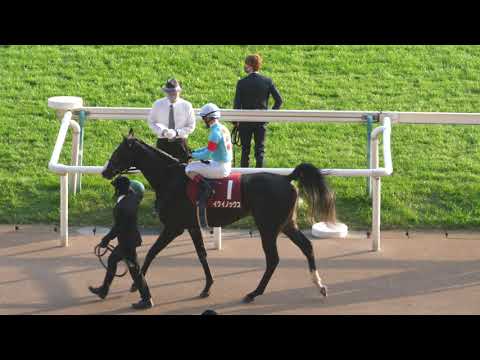 東京スポーツ杯2歳S 本馬場入場～返し馬 グランシエロ×三浦皇成 イクイノックス×ルメール アルナシーム 武豊 2021年11月20日 東京競馬場