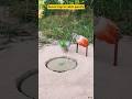 Secret trap to catch parrots😯 #birds #ফাঁদ #birdtrap #tiyapakhi #cartoon #পাখি #টিয়া