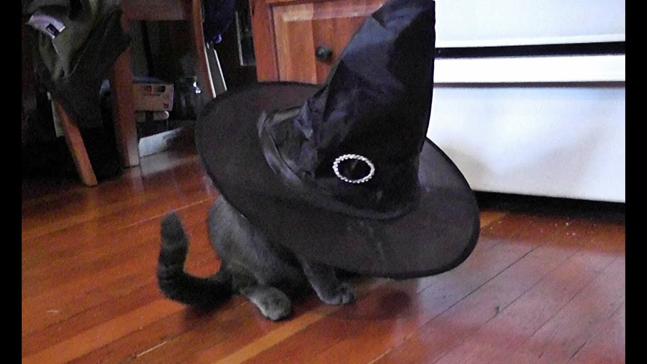 What Scares Black Cats On Hallowe'en? YouTube