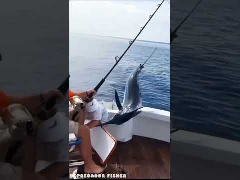 أوعى تقرب من سمكة ابو سيف المفتريه صادم