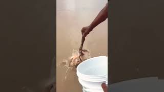 fishing for piranhas in the amazon river #piranha #amazonriver #animals