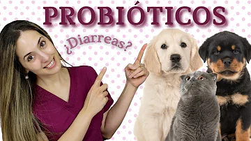 ¿Cuál es un buen probiótico para mi perro?