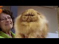 Catwalk: Tales From The Cat Show Circuit | Trailer