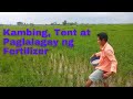 Kambing, Tent at Paglalagay ng Fertilizer sa Rice Farm