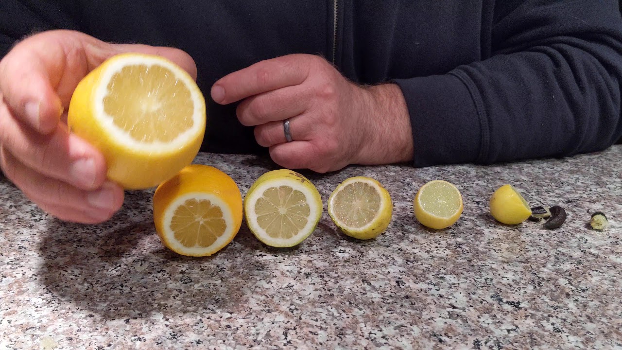 Как ухаживать за лимонами за начинающими. Лимон сорт Мейер. Лимон сорт Борнео. Лимон Мейера плоды. Лимон Ташкентский.