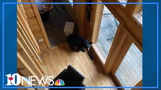 Bear breaks into occupied Gatlinburg cabin, snags a Diet Coke and some Reese's cups
