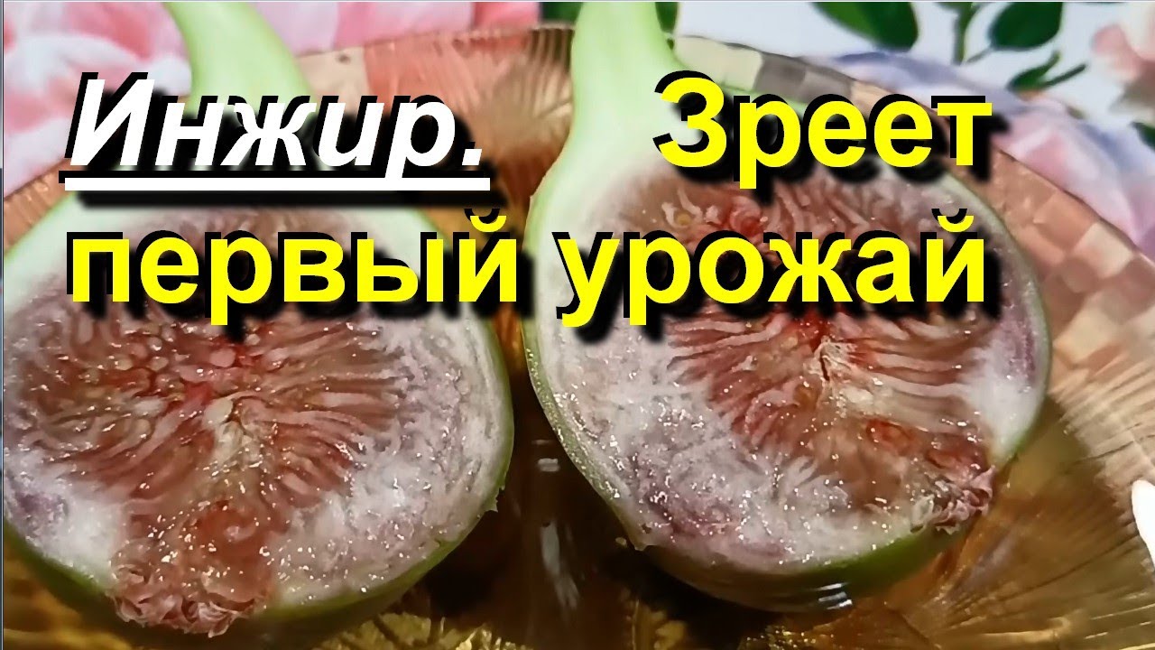 Инжир. Созревают бребы. 2023 08 01