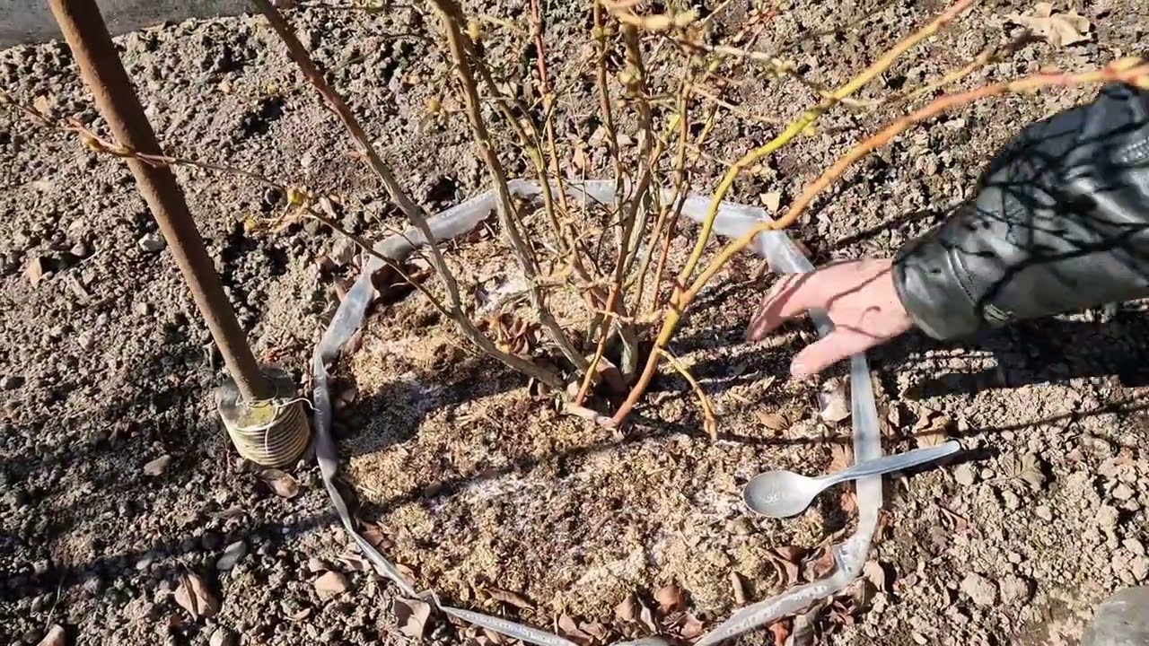 Ինչպես գարնանը պարարտացնել հապալաը Как удобрять чернику веснойHow to fertilize blueberries in spring