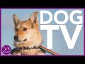 Dog TV: Entertaining and Exciting Virtual Dog Walk!