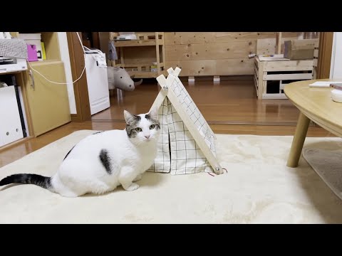 テントの中の女子を覗く男子猫