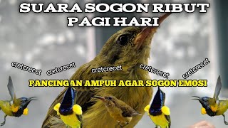 PANCINGAN BURUNG SOGON KOLONI RIBUT || SOGON RIBUT PAGI HARI AMPUH MENAIKKAN EMOSI SOGON BAHAN