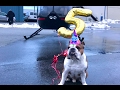 Bentley The Bulldog's 5th Birthday Flight!