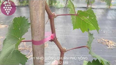 Phân tích cách tạo cành cấp 1, cấp 2 của cây nho theo phương pháp mới || 0582.282.689