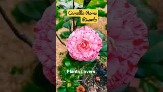 Download Lagu Camellia Container Care: How To Grow A Camellia In A Pot, Camellia Japonica Roma Risorta #shorts MP3