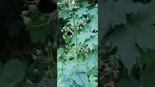 زهرة عشب الجحر العقدي - Scrophularia nodosa L.-Норичник узловатый