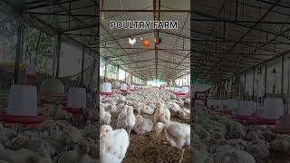 POULTRY FARMING BUSINESS|| #chicken #muraga #birds #farming