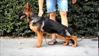 Pepsi Noster Amicus 720Phd