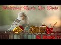 10 hours  calming christmas music for birds  budgies  relaxing music to tame your birds 8